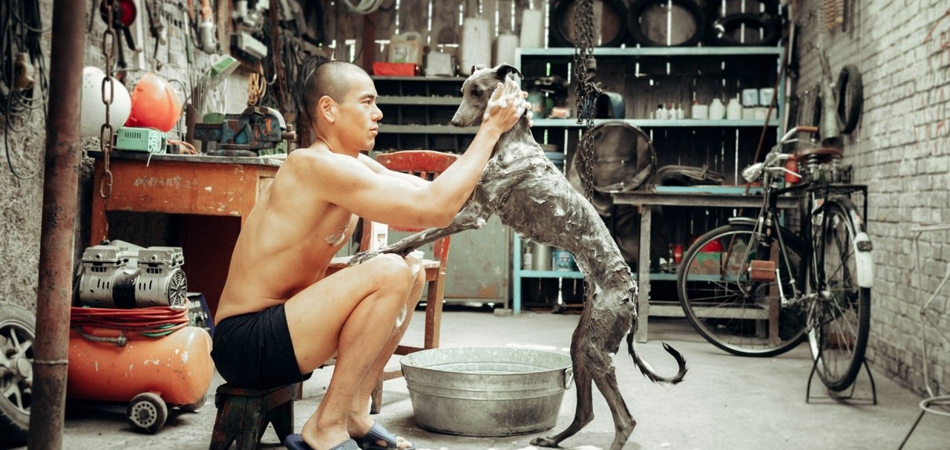 actualité black dog
